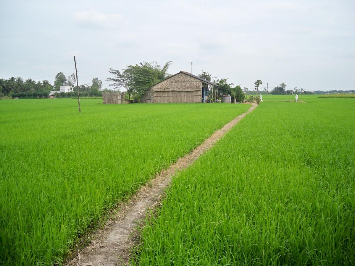 Ancient Terracotta Villa Hoi An Dış mekan fotoğraf
